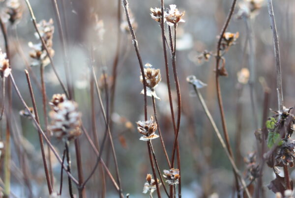 Frost-covered branches glistening in the sunlight, symbolizing resilience and patience during winter’s challenging moments.