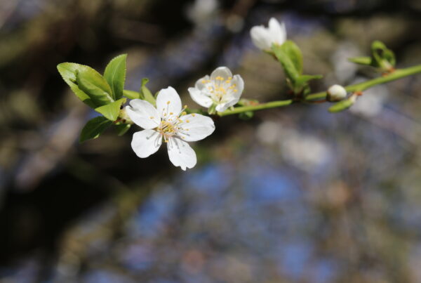 A close-up of delicate white spring blossoms on a tree branch, with fresh green leaves and a soft-focus background of blurred branches and blue sky. The sunlight highlights the petals, creating a fresh and calming atmosphere.